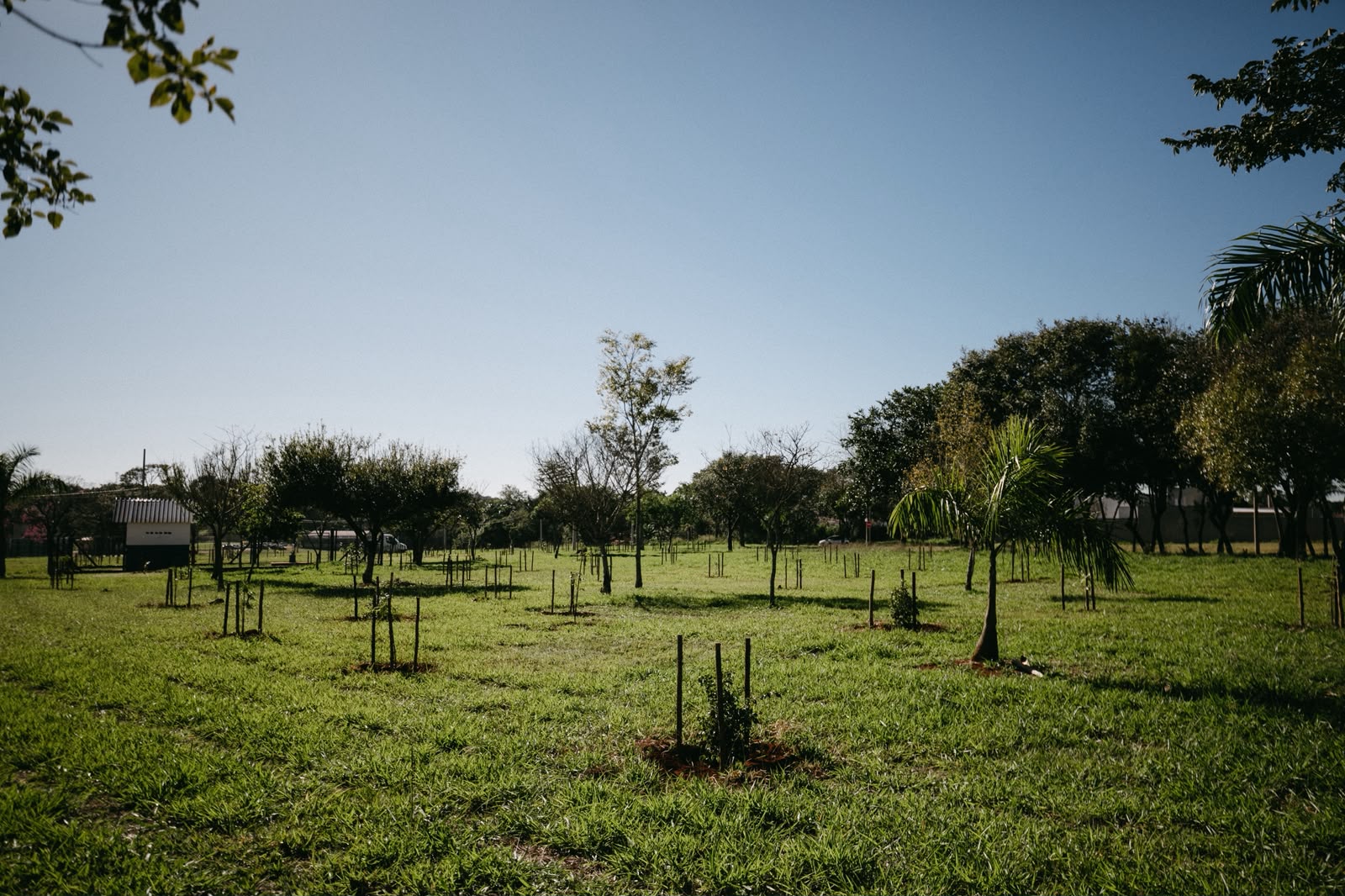 Plantio de árvores nativas pelo SAEAN - Foto 2